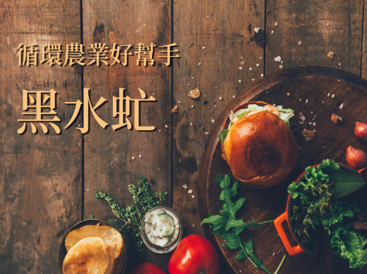 廚餘有解方？黑水虻的循環經濟學