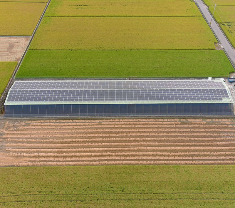 五路雞王畜牧場